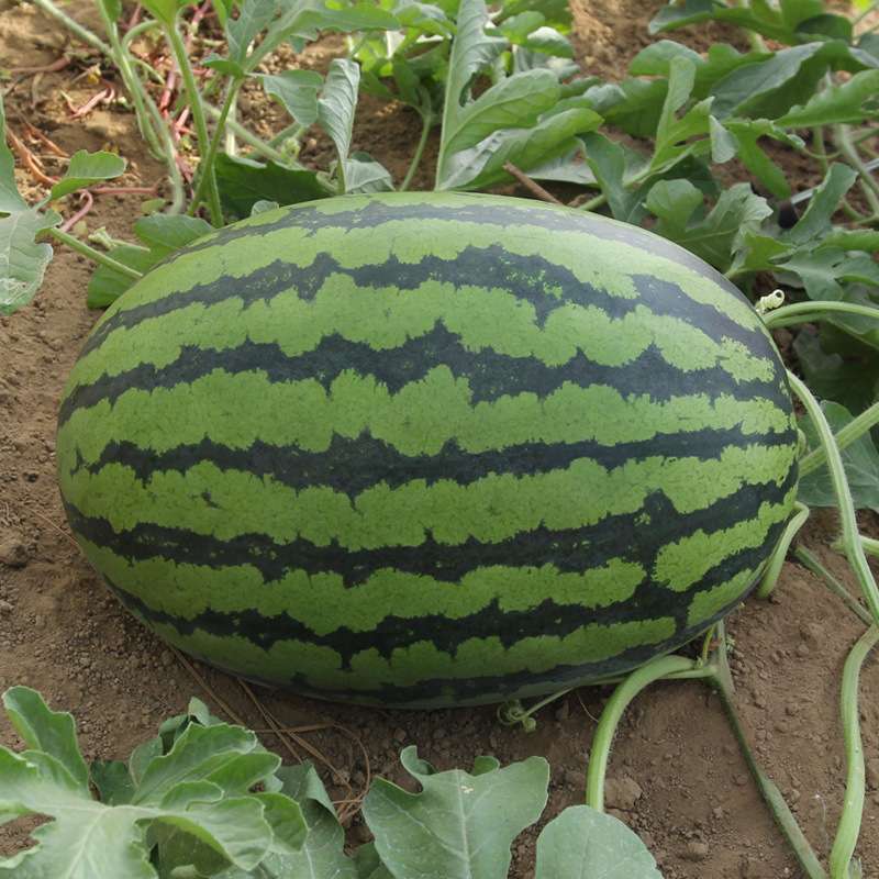 Green Watermelon Red Flesh F1 Seeds (WA-259)(2)