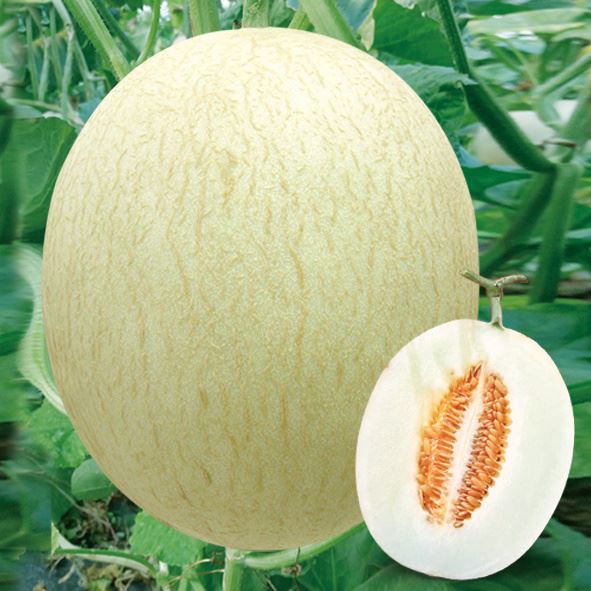Semillas de Melón de Forma Redonda ME-010