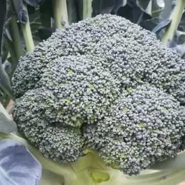 Semillas de Brócoli Green Magic F1