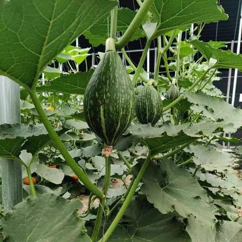 Bulk Pumpkin Seeds suppliers