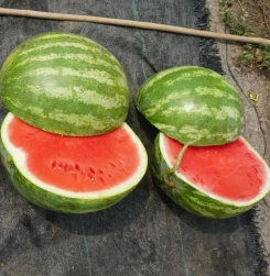 Crimson Sweet Seedless Watermelon(WA-T3) suppliers