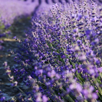 Semillas de lavanda francesa