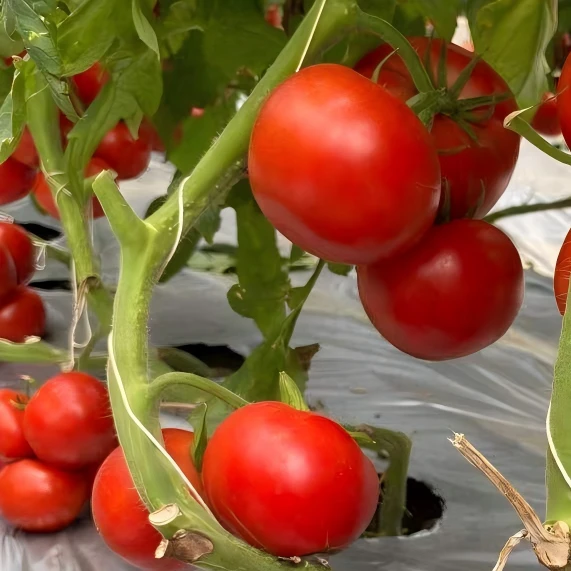 Buenas semillas de tomate