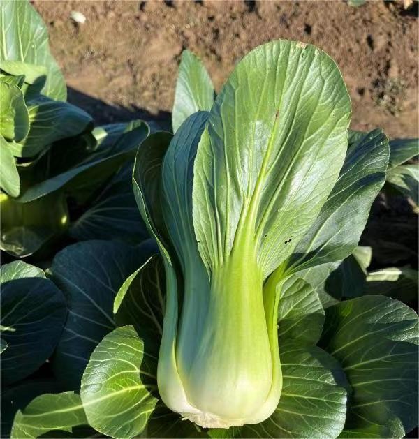 Pak Choi From Seed suppliers