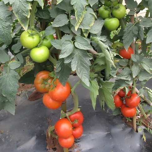 tomato seeds for sale 3 tomato seeds for sale 3