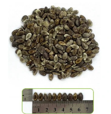 Stable Sugar Content and Flavor Grafting Rootstock WG-081 Stable Sugar Content and Flavor Grafting Rootstock WG-081
