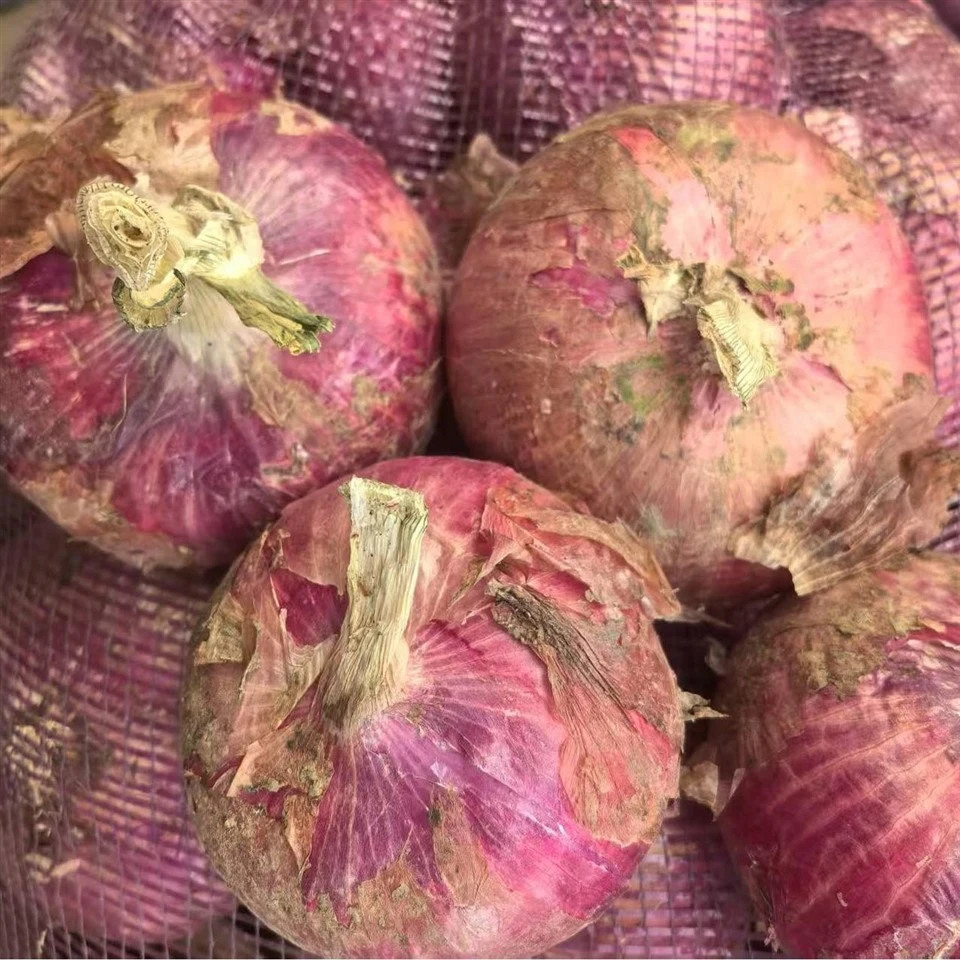 red onion seeds