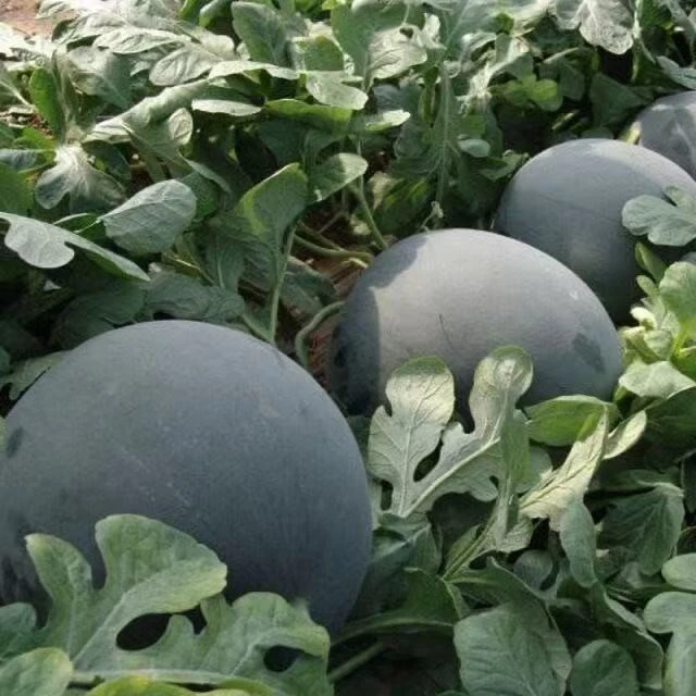 ZZ