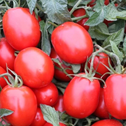 Semillas de tomate Sweet Million