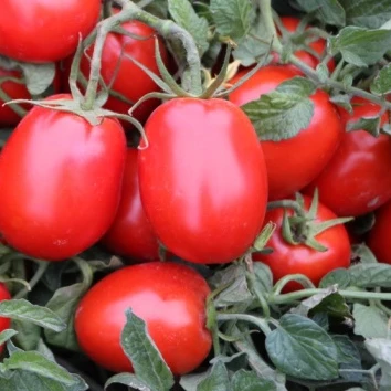 sweet million tomato seeds (2)