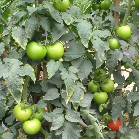 Tomato Seeds For Sale suppliers