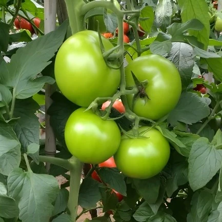 Tomato Seeds For Sale best