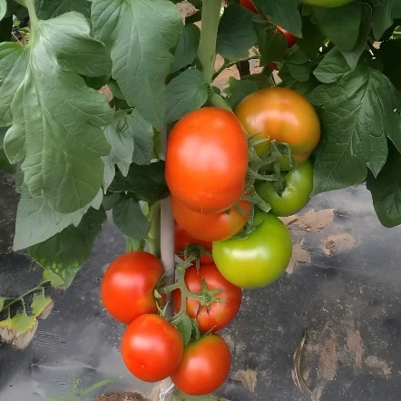 venta de semillas de tomate (TO-704)